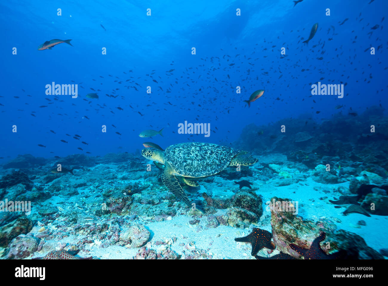 La tortue verte, Chelonia mydas, d'extinction (UICN), îles Galapagos, l'UNESCO Site du patrimoine mondial naturel, l'Équateur, de l'Océan Pacifique Banque D'Images