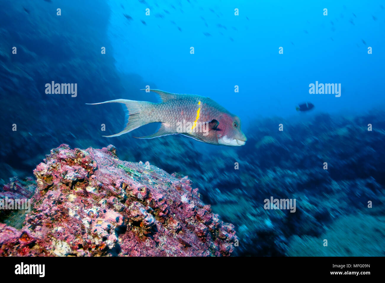 Bodianus diplotaenia cochons mexicains, Darwin, Île, Îles Galapagos, l'UNESCO Site du patrimoine mondial naturel, l'Équateur, de l'Océan Pacifique Banque D'Images