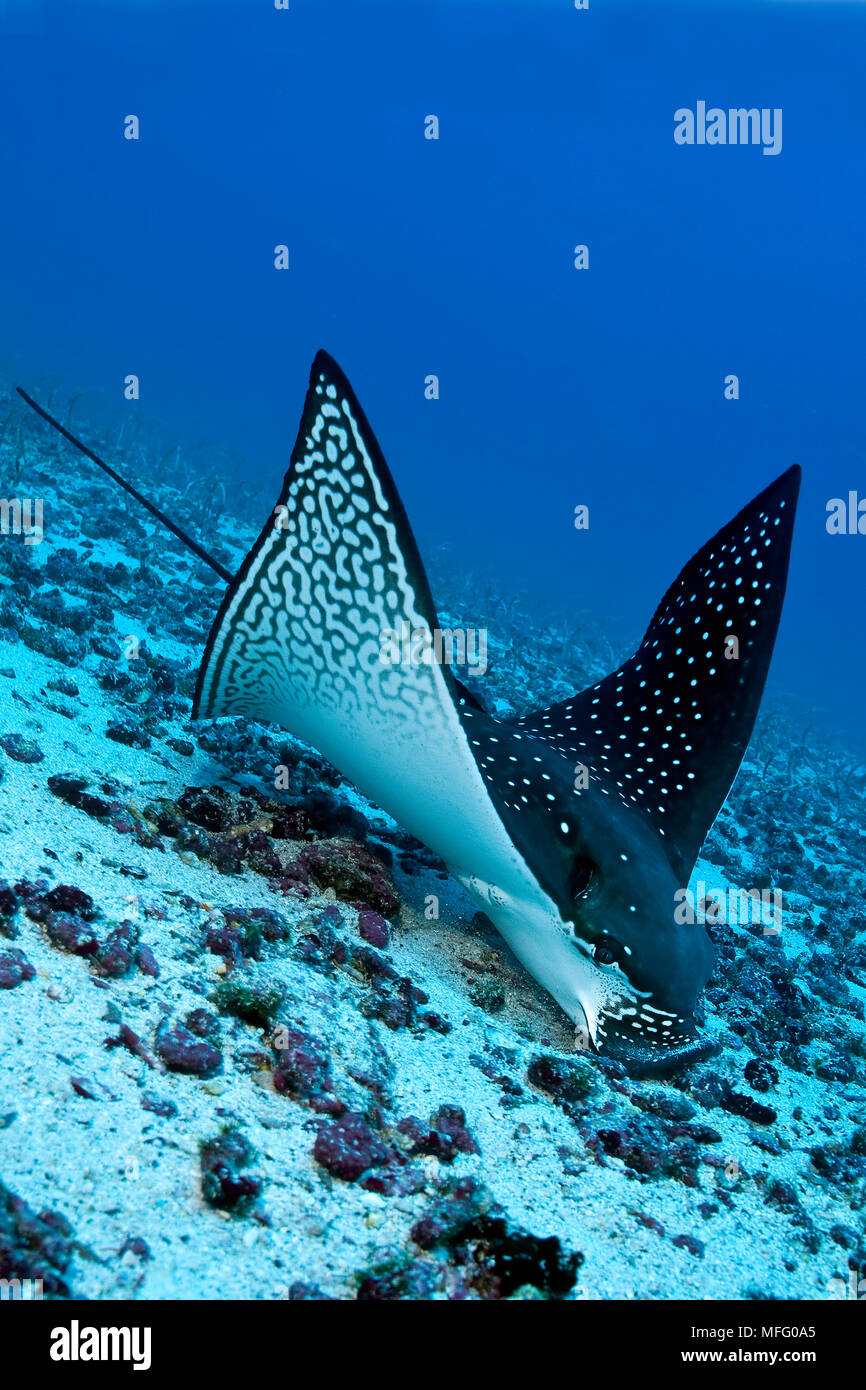 Aetobatus narinari Eagle Ray, l'alimentation, sur l'île de Darwin, anguille de sable, îles Galapagos, l'UNESCO Site du patrimoine mondial naturel, l'Équateur, de l'Océan Pacifique Banque D'Images