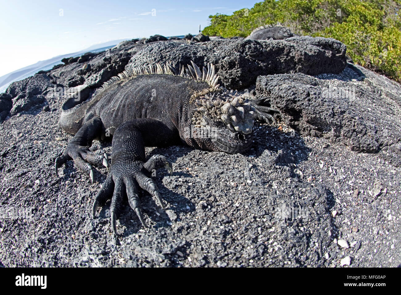 Iguane marin, Amblyrhynchus cristatus, vulnérables (UICN), Punta Espinosa, Fernandina Island, îles Galapagos, l'UNESCO Site du patrimoine mondial naturel, E Banque D'Images