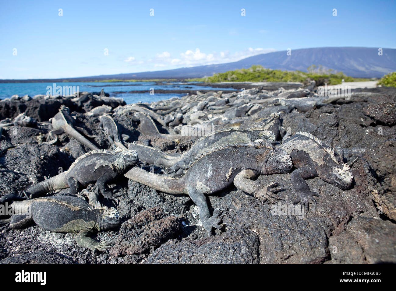 Iguane marin, Amblyrhynchus cristatus, vulnérables (UICN), Punta Espinosa, Fernandina Island, îles Galapagos, l'UNESCO Site du patrimoine mondial naturel, E Banque D'Images