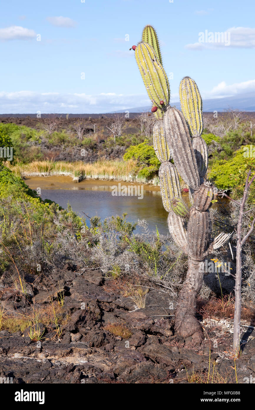 Jasminocereus, cactus, Moreno île Isabela, Point, îles Galapagos, l'UNESCO Site du patrimoine mondial naturel, l'Équateur, de l'Océan Pacifique Banque D'Images