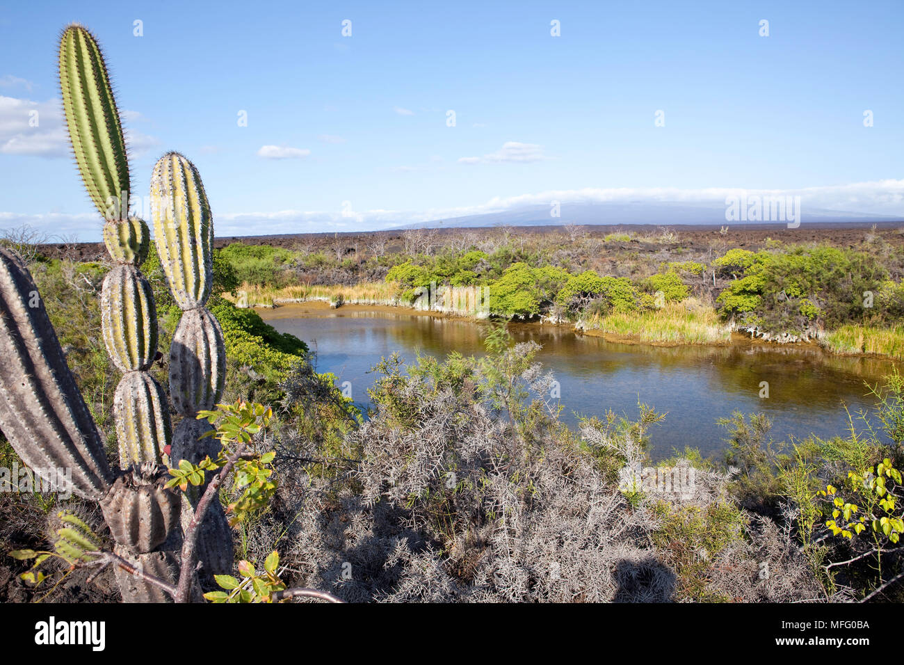 Jasminocereus, cactus, Moreno île Isabela, Point, îles Galapagos, l'UNESCO Site du patrimoine mondial naturel, l'Équateur, de l'Océan Pacifique Banque D'Images