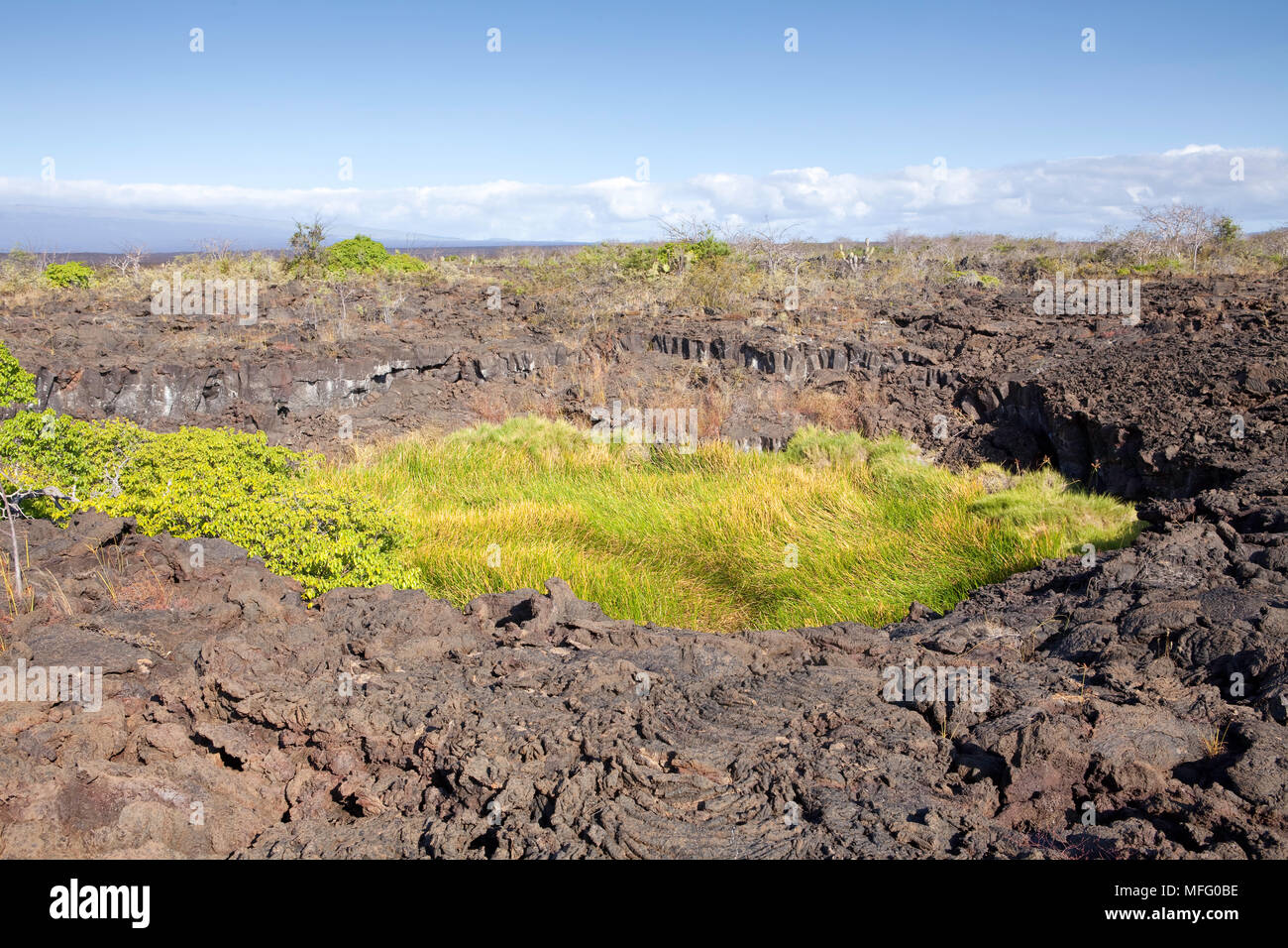 La bouche de volcan avec de l'herbe, Moreno île Isabela, Point, îles Galapagos, l'UNESCO Site du patrimoine mondial naturel, l'Équateur, de l'Océan Pacifique Banque D'Images