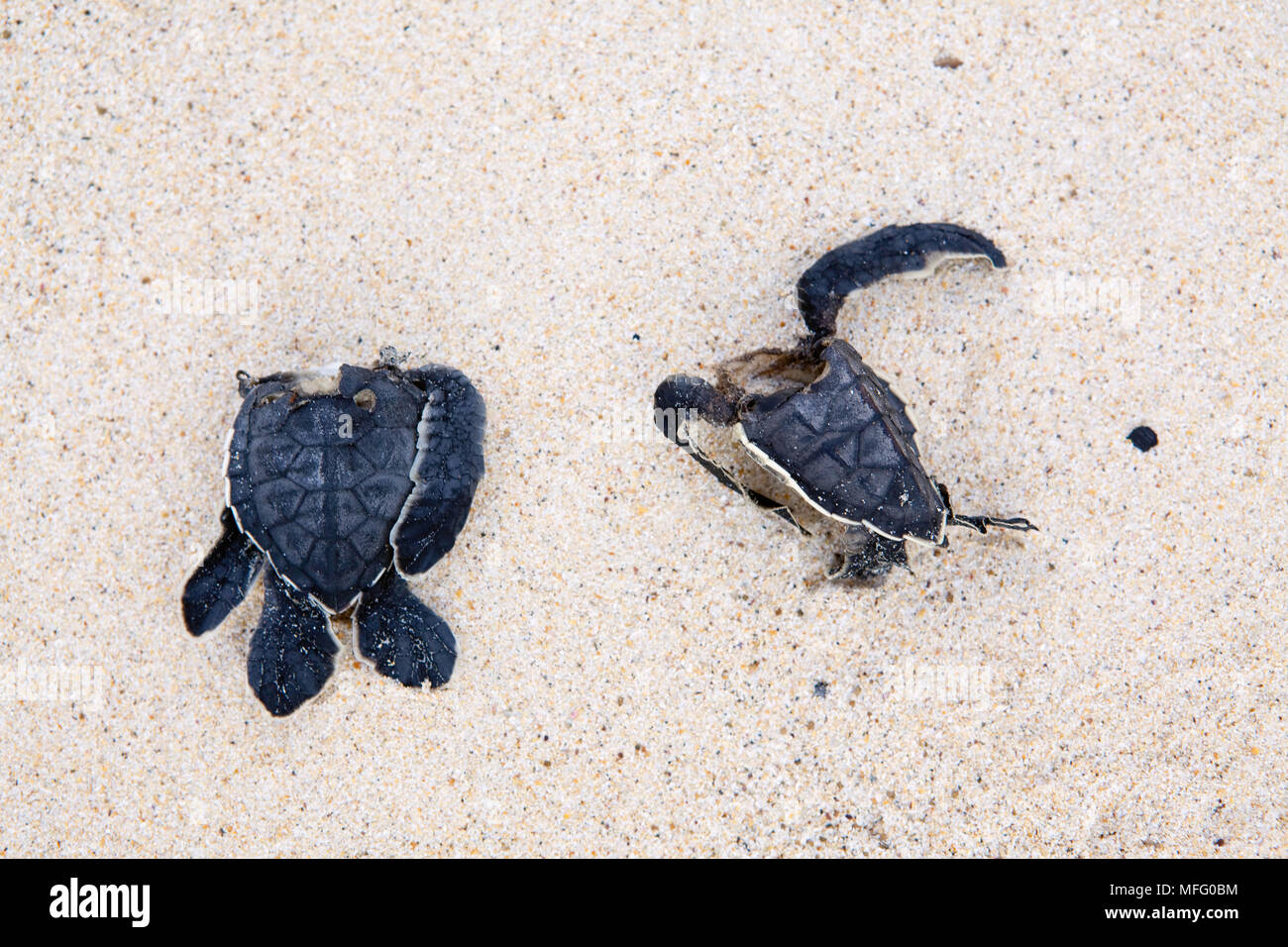 Bébé mort, la carapace des tortues, l'île Cormorant Floreana, Galapagos, l'UNESCO Site du patrimoine mondial naturel, l'Équateur, à l'Est de l'Océan Pacifique Banque D'Images