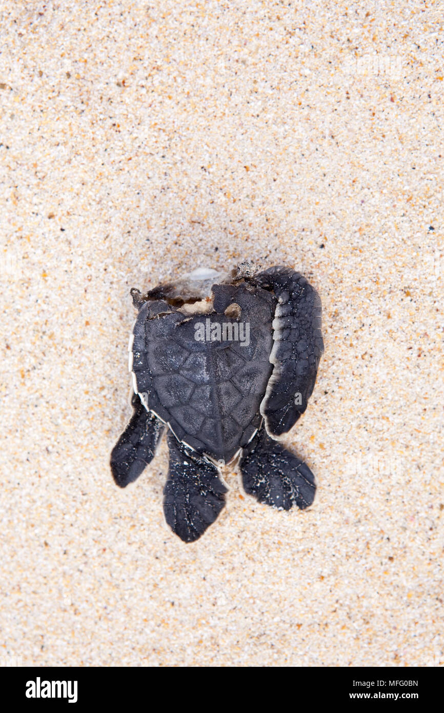 Bébé mort, la carapace des tortues, l'île Cormorant Floreana, Galapagos, l'UNESCO Site du patrimoine mondial naturel, l'Équateur, à l'Est de l'Océan Pacifique Banque D'Images