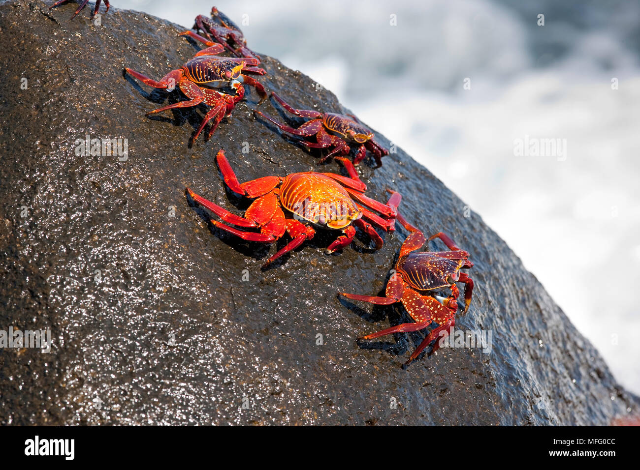 Red Rock, crabe Grapsus grapsus, de l'île Seymour Nord, îles Galapagos, l'UNESCO Site du patrimoine mondial naturel, l'Équateur, de l'Océan Pacifique Banque D'Images