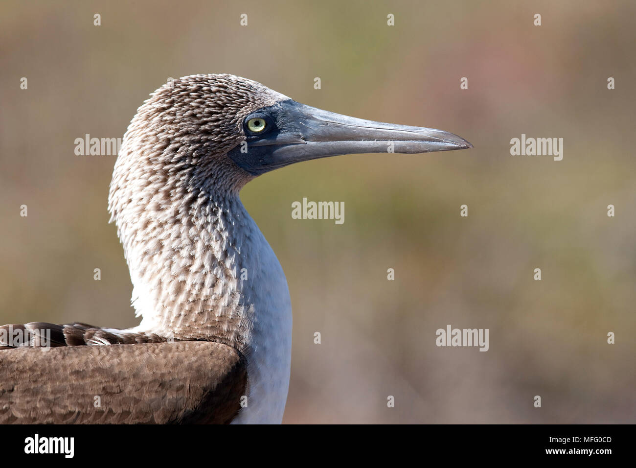 Blue-footed booby Sula nebouxi, Nord, l'île Seymour, îles Galapagos, l'UNESCO Site du patrimoine mondial naturel, l'Équateur, de l'Océan Pacifique Banque D'Images