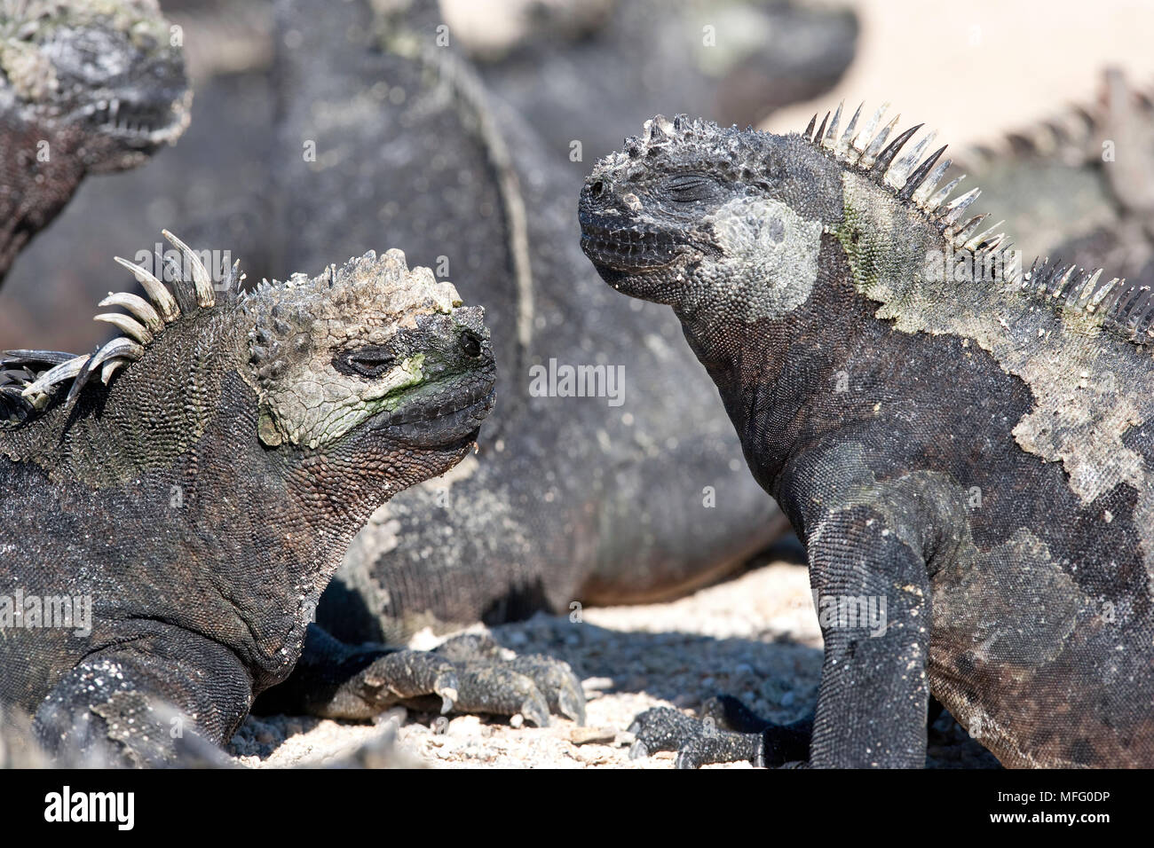 Iguane marin, Amblyrhynchus cristatus, d'extinction (UICN), Punta Espinosa, Fernandina Island, îles Galapagos, l'UNESCO Site du patrimoine mondial naturel, E Banque D'Images