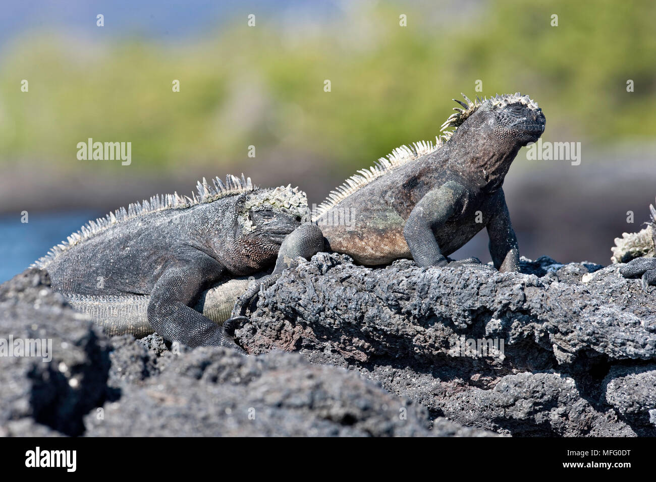 Iguane marin, Amblyrhynchus cristatus, d'extinction (UICN), Punta Espinosa, Fernandina Island, îles Galapagos, l'UNESCO Site du patrimoine mondial naturel, E Banque D'Images