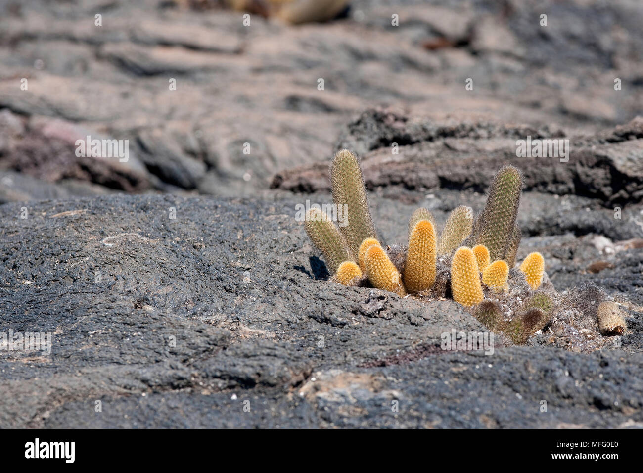 Cactus Brachycereus nesioticus, lave, vulnérables (UICN), Punta Espinosa, Fernandina Island, îles Galapagos, l'UNESCO Site du patrimoine mondial naturel, ECU Banque D'Images