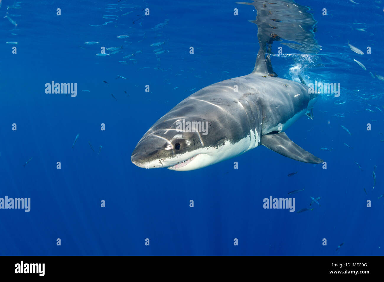 Le grand requin blanc, Carcharodon carcharias, vulnérables (UICN), l'île de Guadalupe, au Mexique, l'Océan Pacifique Banque D'Images