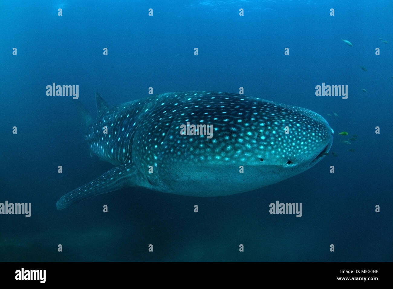 Rhincodon typus, vulnérables (UICN), Ningaloo Reef, l'ouest de l'Australie, de l'Océan Indien Banque D'Images