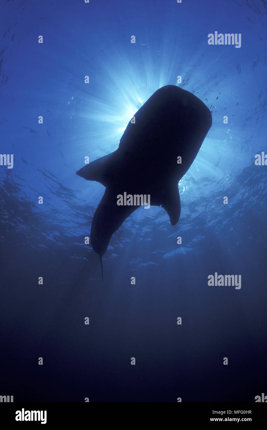 La silhouette du requin-baleine, Rhincodon typus, vulnérables (UICN), Ningaloo Reef, l'ouest de l'Australie, de l'Océan Indien Banque D'Images