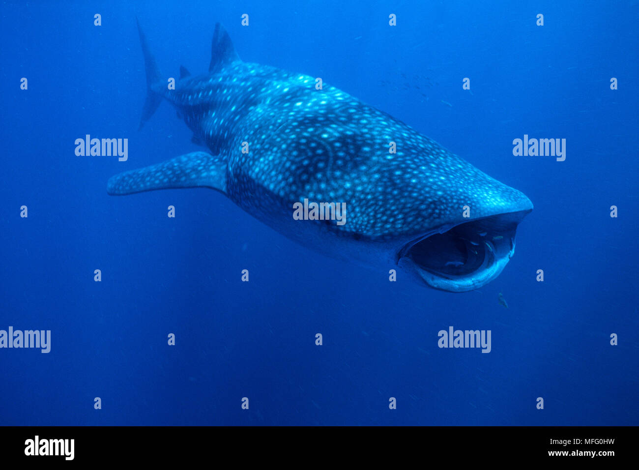 Nourrir Rhincodon typus, vulnérables (UICN), Ningaloo Reef, l'ouest de l'Australie, de l'Océan Indien Banque D'Images