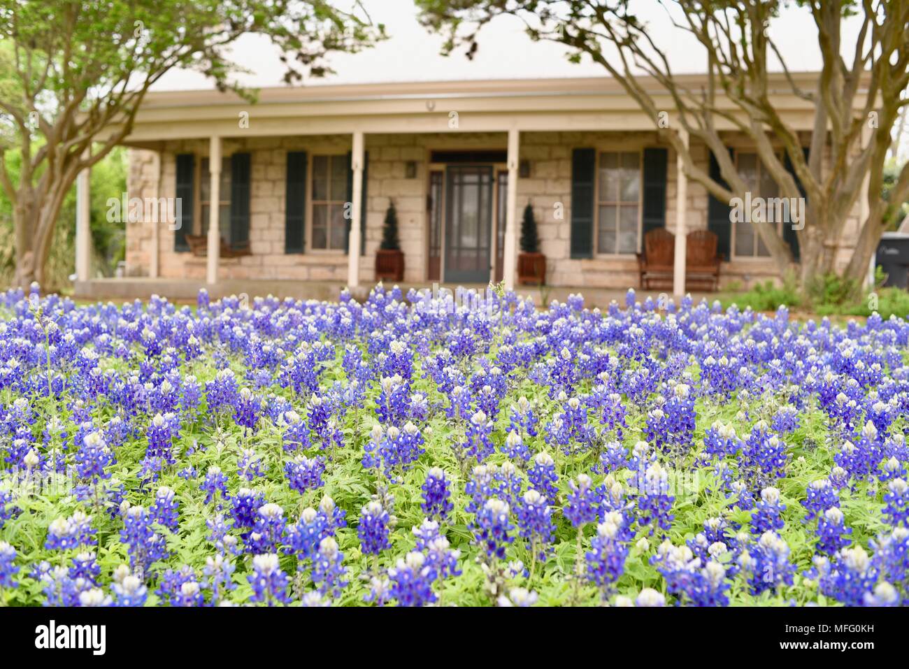 Fleurs de Printemps du Texas Bluebonnets (fleur de l'état du Texas) croissant dans la cour avant d'une maison dans quartier historique de Fredericksburg, au Texas, USA. Banque D'Images
