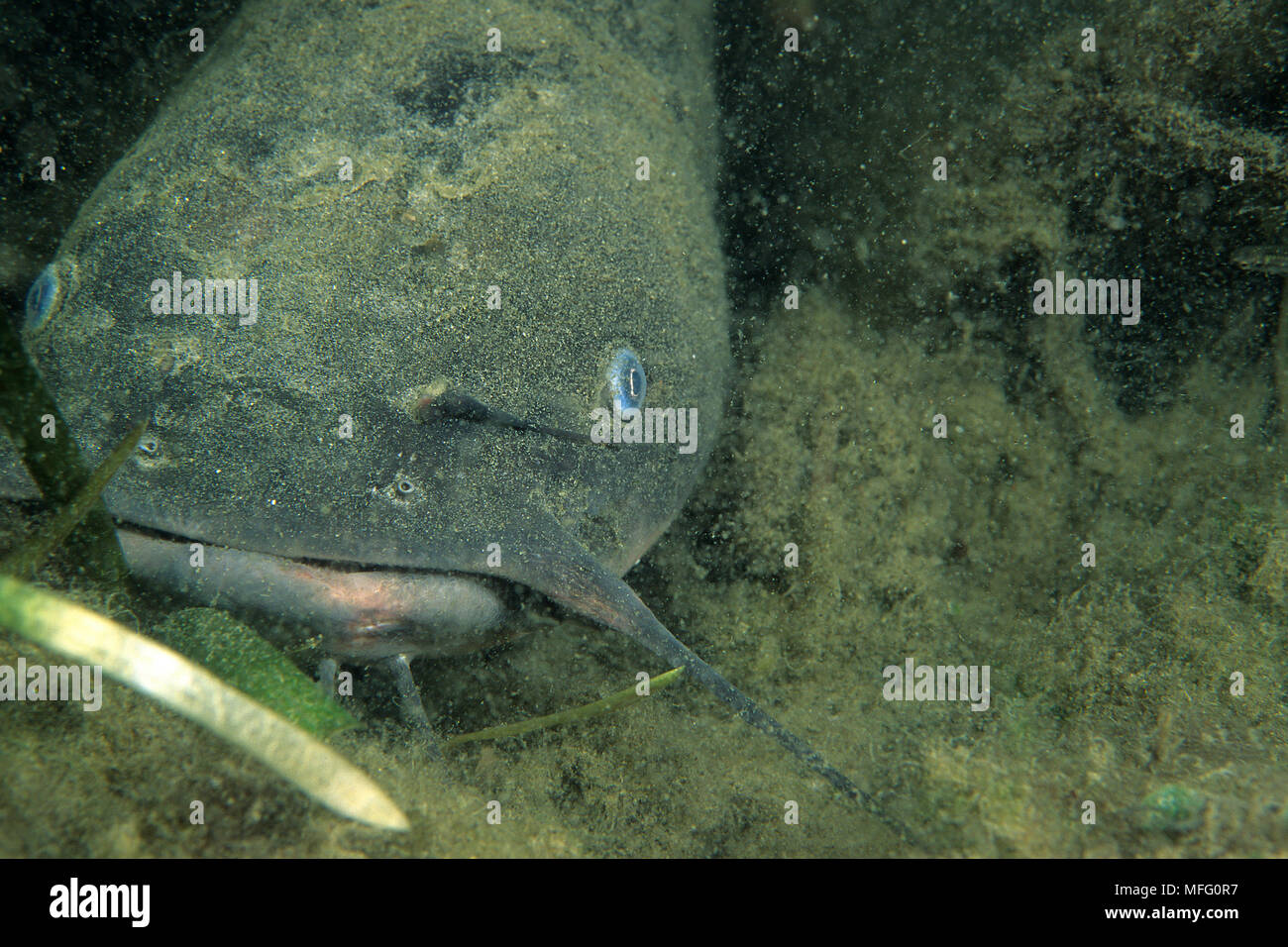 Silure, Silurus glanis, Crystal River, Floride, États-Unis Banque D'Images