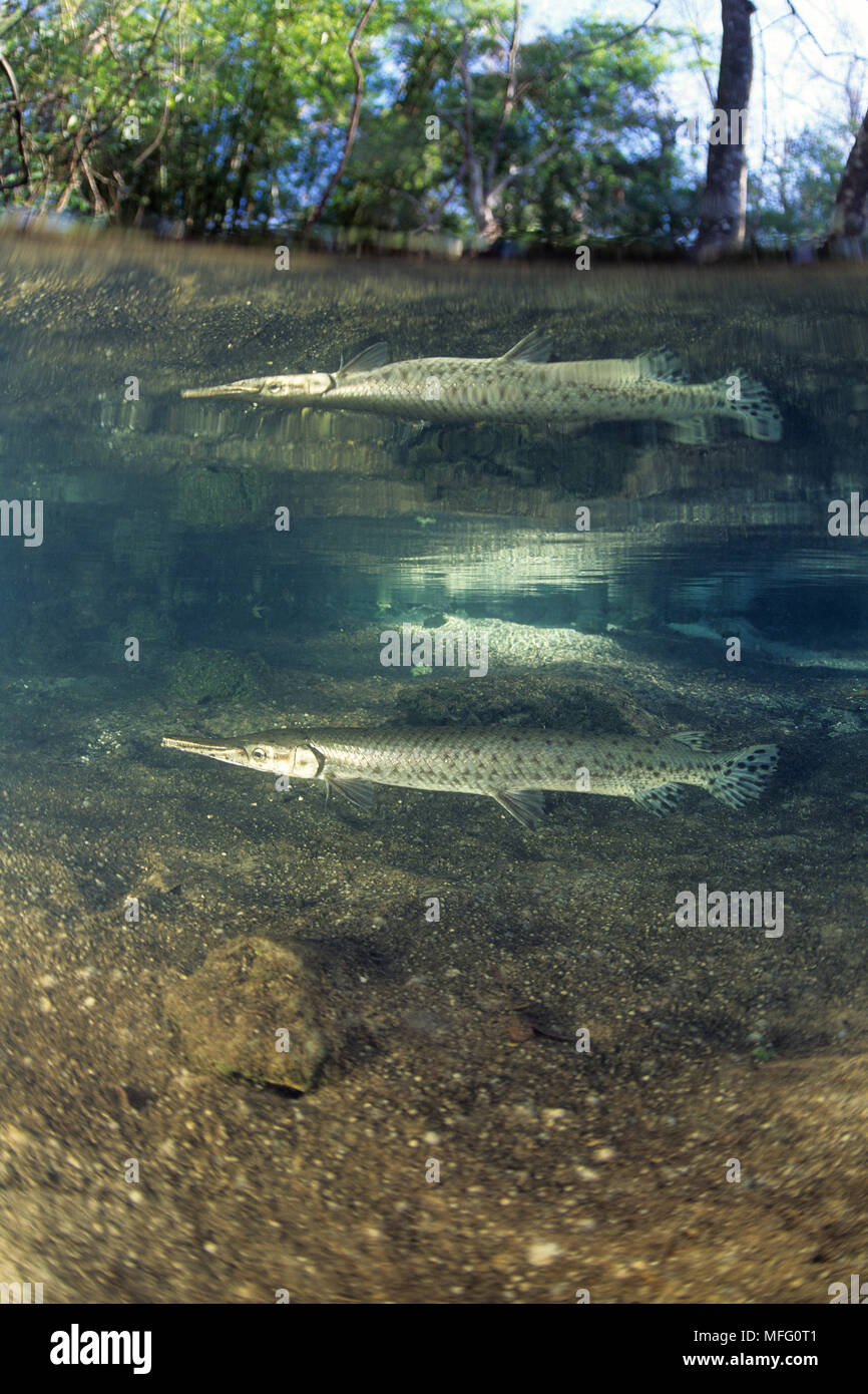Lépisosté de Floride, Lepisosteus platyrhincus, Rainbow River, Floride, États-Unis Banque D'Images