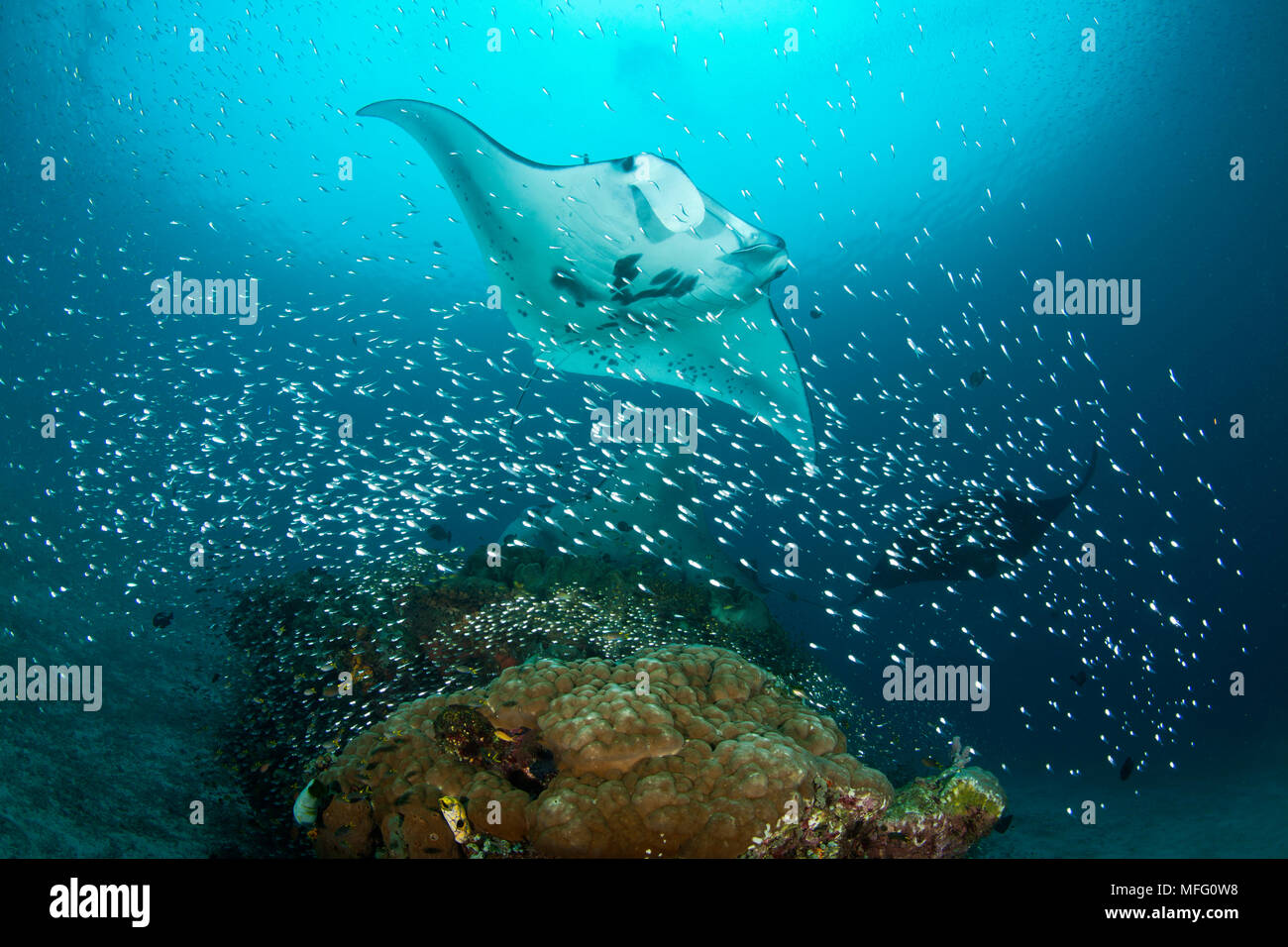 Raie Manta, manta birostris au poste de nettoyage, site de plongée Manta Sandy, Raja Ampat, l'Irian Jaya, en Papouasie occidentale, en Indonésie, l'Océan Pacifique Banque D'Images
