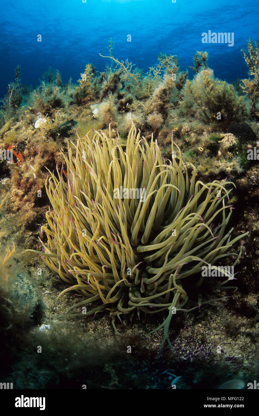 Anémone de mer, Anemonia sulcata, Carloforte, l'île de San Pietro, Sardaigne, Italie, Méditerranée, Mer Tyrrhénienne Banque D'Images