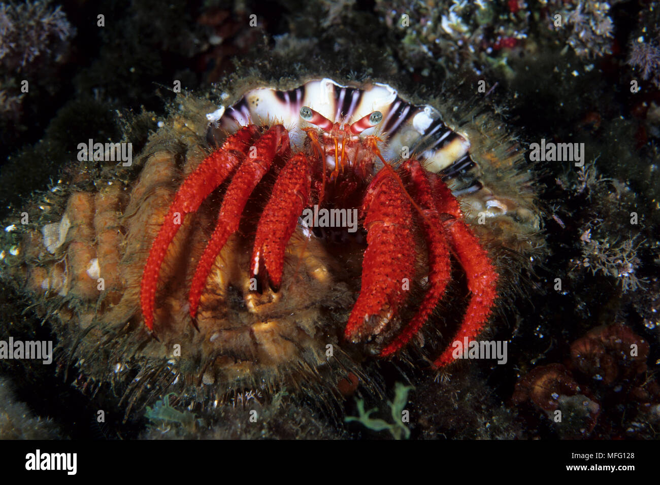 L'ermite, Dardanus calidus, Carloforte, l'île de San Pietro, Sardaigne, Italie, Méditerranée, Mer Tyrrhénienne Banque D'Images