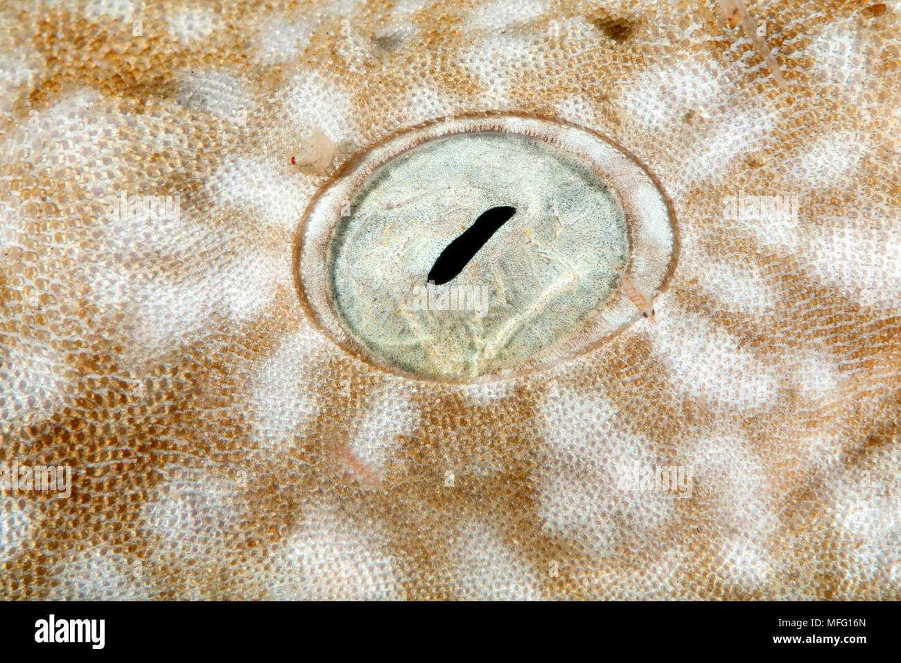 Détail de l'œil, Eucrossorhinus dasypogon wobbegong à pampilles, site de plongée : Cendana Jetty, Waigeo, l'île de Raja Ampat, l'Irian Jaya, en Papouasie occidentale, en Indonésie, P Banque D'Images