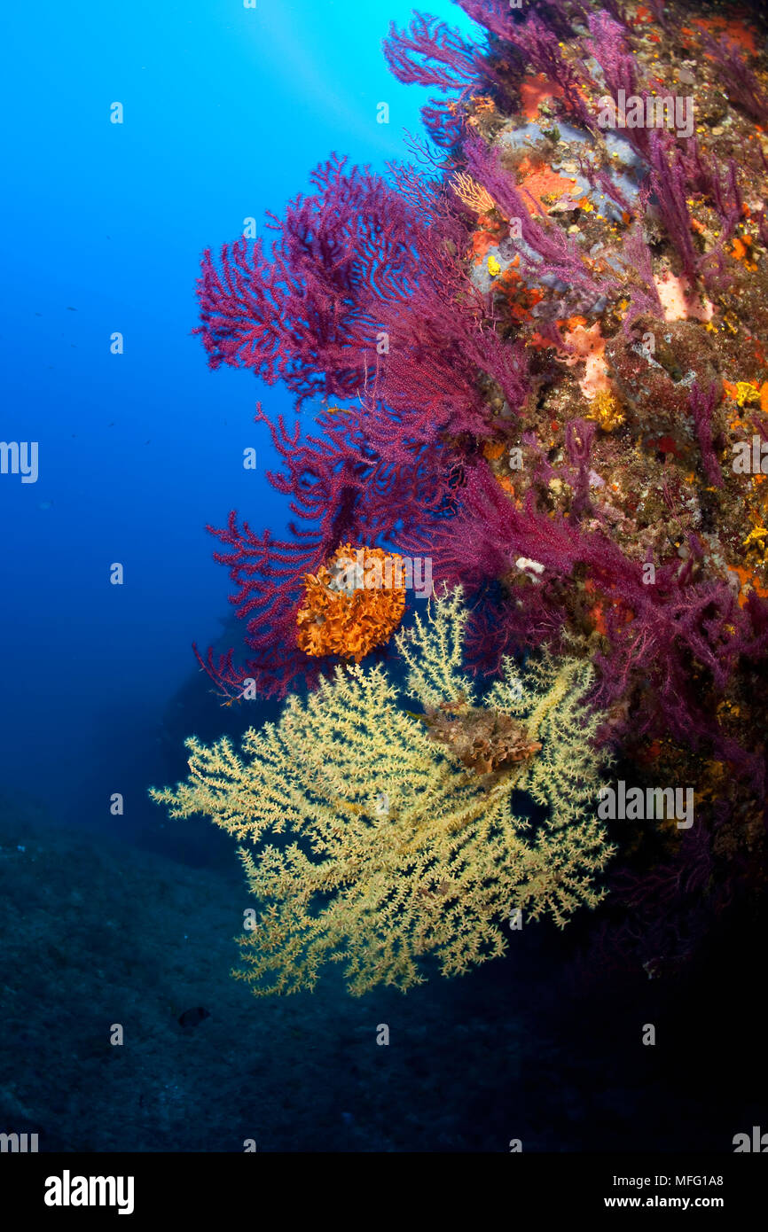 Corail noir méditerranéen, Gerardia Savaglia et rouge, gorgones Paramuricea clavata, Santa Teresa, Sardaigne, Italie, Méditerranée, Mer Tyrrhénienne Banque D'Images