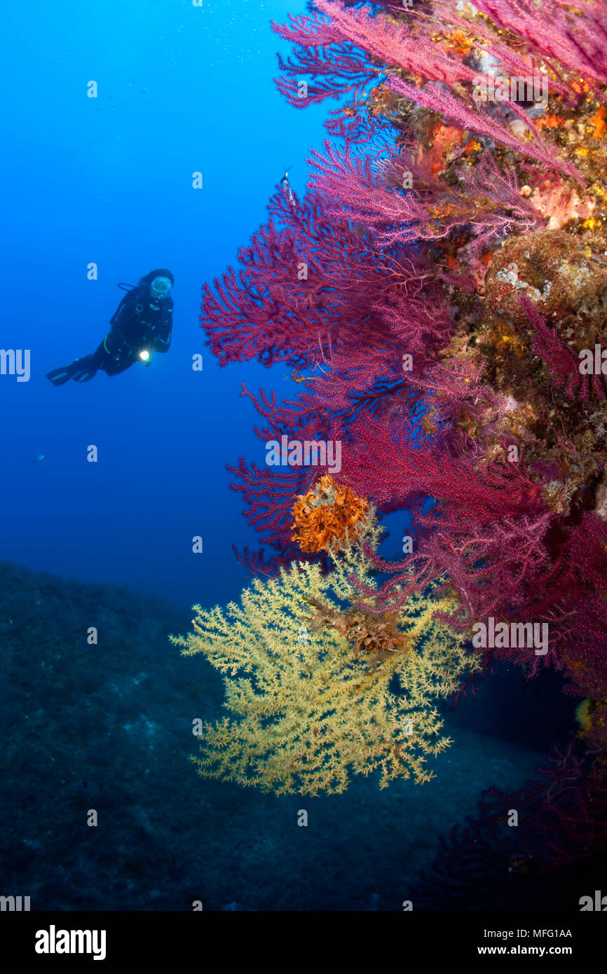 Scuba Diver avec Méditerranée corail noir, Gerardia Savaglia et rouge, gorgones Paramuricea clavata, Santa Teresa, Sardaigne, Italie, Mer Tyrrhénienne, moi Banque D'Images