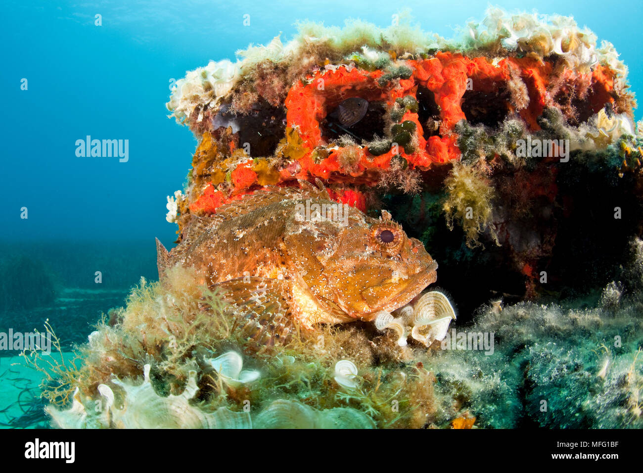 Scorpionfish (Scorpaena porcus) couchée sur le récif artificiel, de la réserve marine du Larvotto, Monaco, mer Méditerranée : la Mission de la réserve marine du Larvotto Banque D'Images