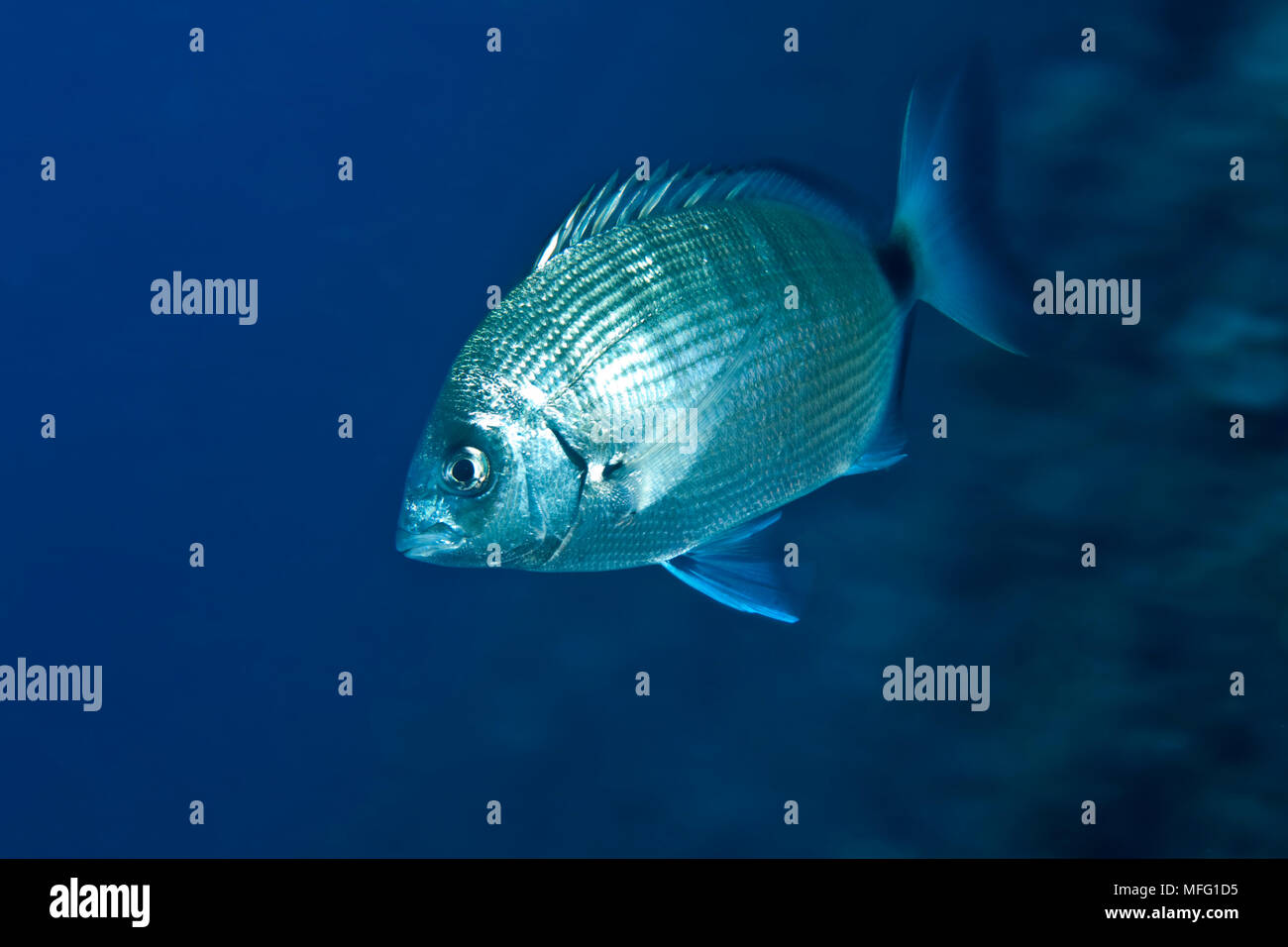 La brème blanc africain (Diplodus sargus cadenati) Réserve marine du Larvotto, Monaco, mer Méditerranée : la Mission de la réserve marine du Larvotto Banque D'Images