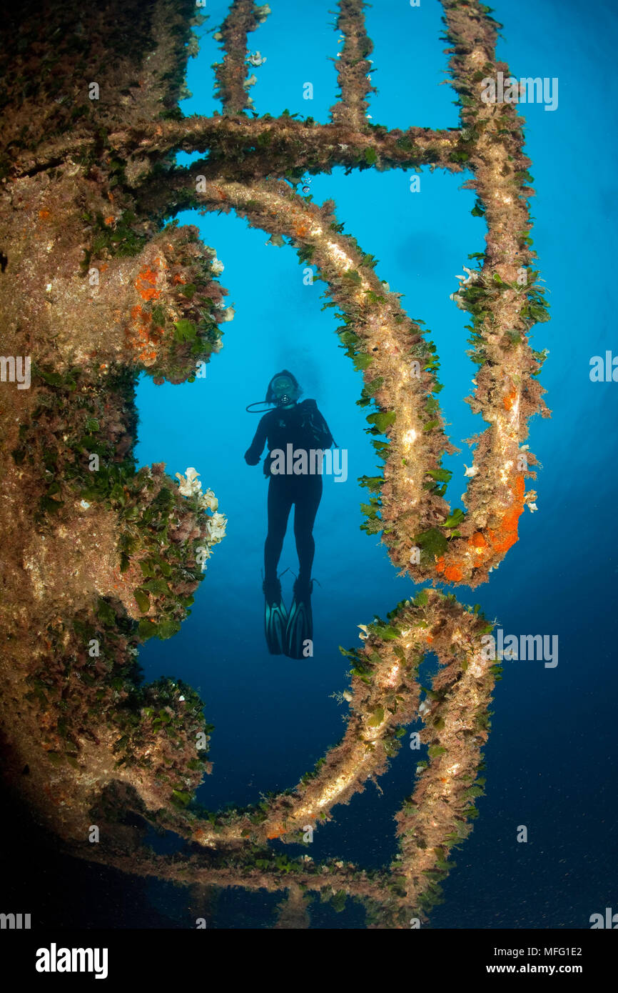 Scuba Diver sur Angelika épave, bateau grec, Santa Teresa, Sardaigne, Italie, Mer Tyrrhénienne, Mer Méditerranée Banque D'Images