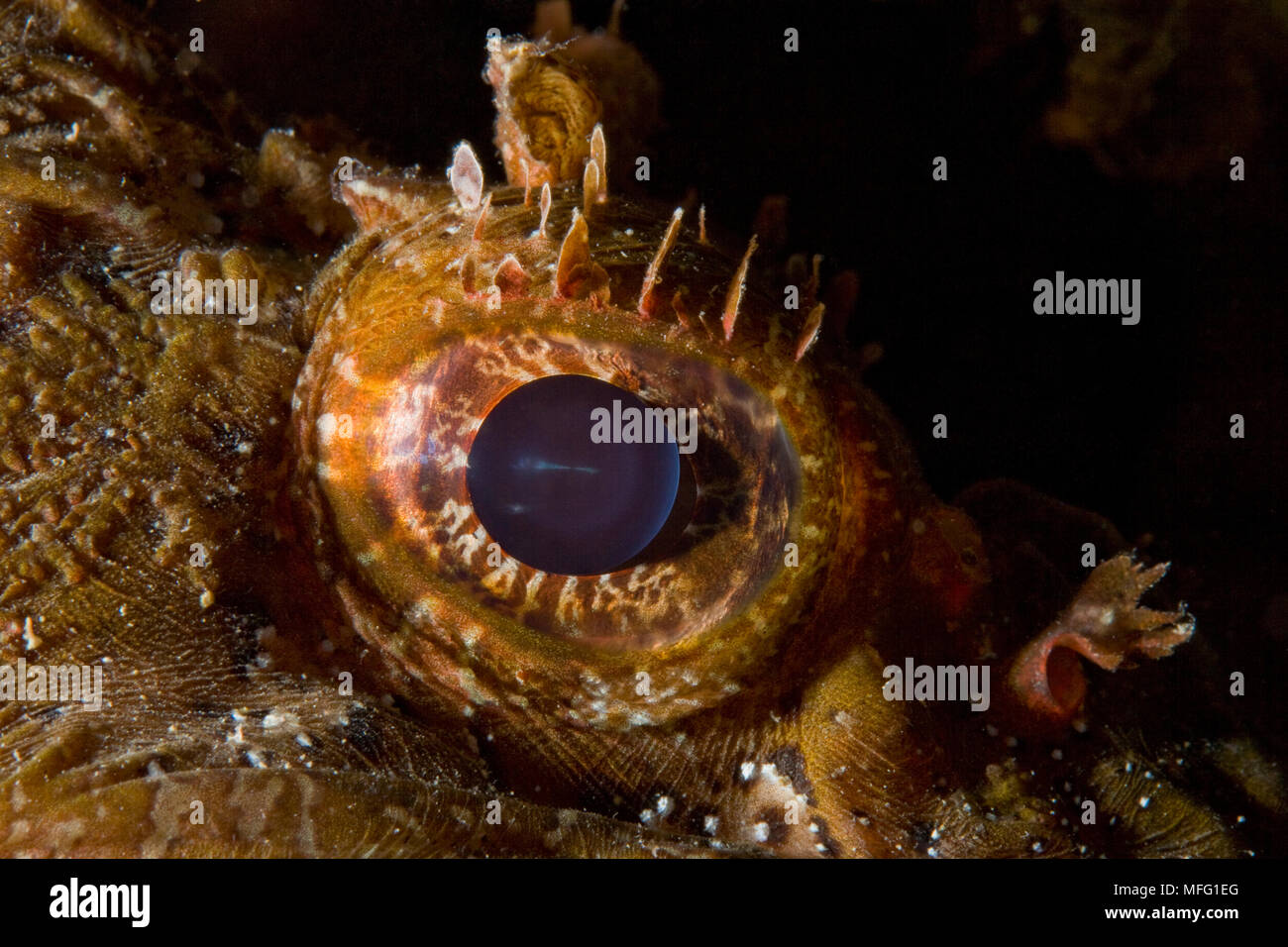Détail de l'oeil de poisson scorpion (Scorpaena porcus) couchée sur le récif artificiel, de la réserve marine du Larvotto, Monaco, Mer Méditerranée Mission : Larvotto ma Banque D'Images