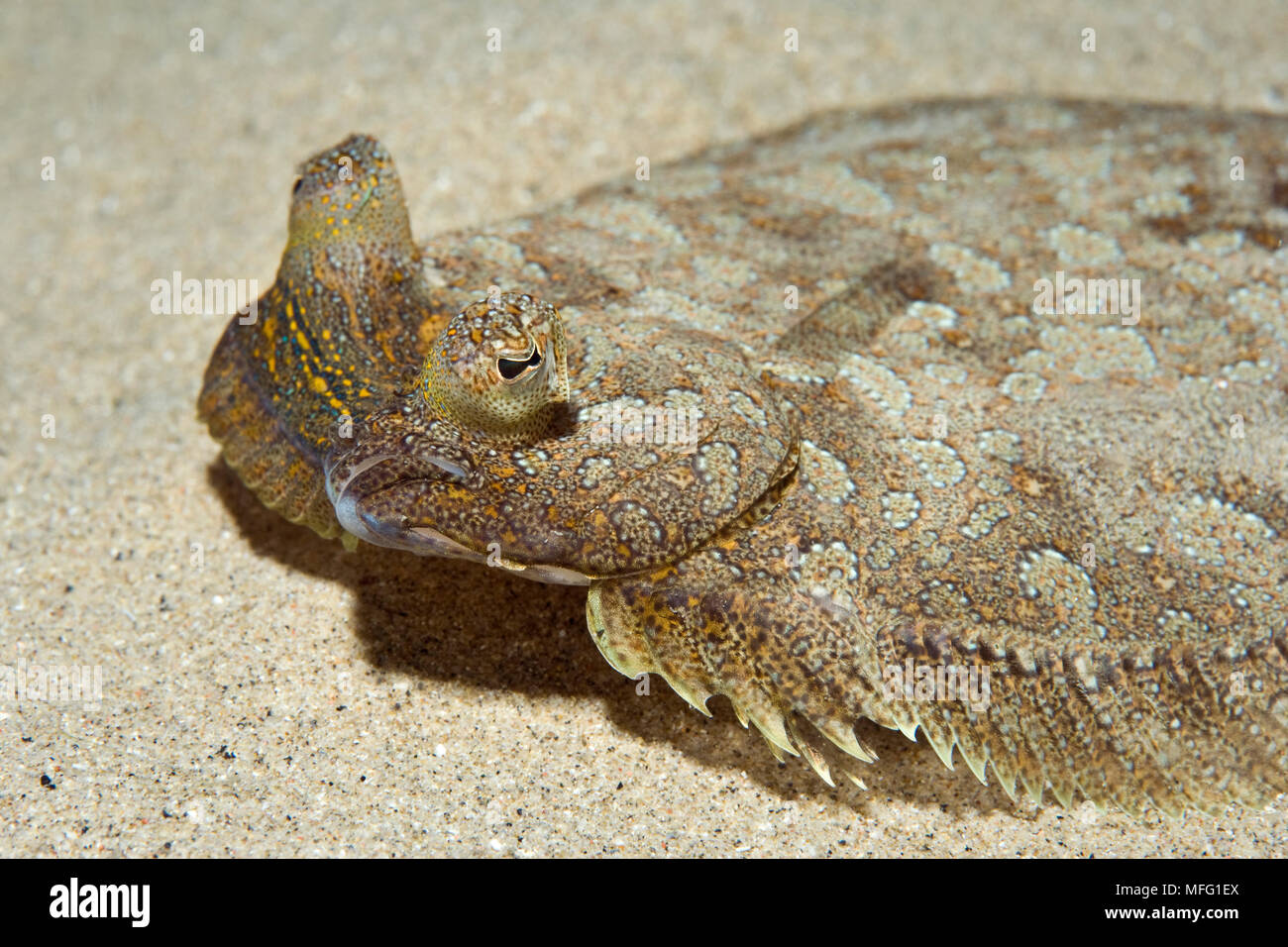 Les yeux écarquillés, la plie rouge (Bothus podas) vivant sur le sable et les gravats, réserve marine, Monaco, mer Méditerranée : la Mission de la réserve marine du Larvotto Banque D'Images