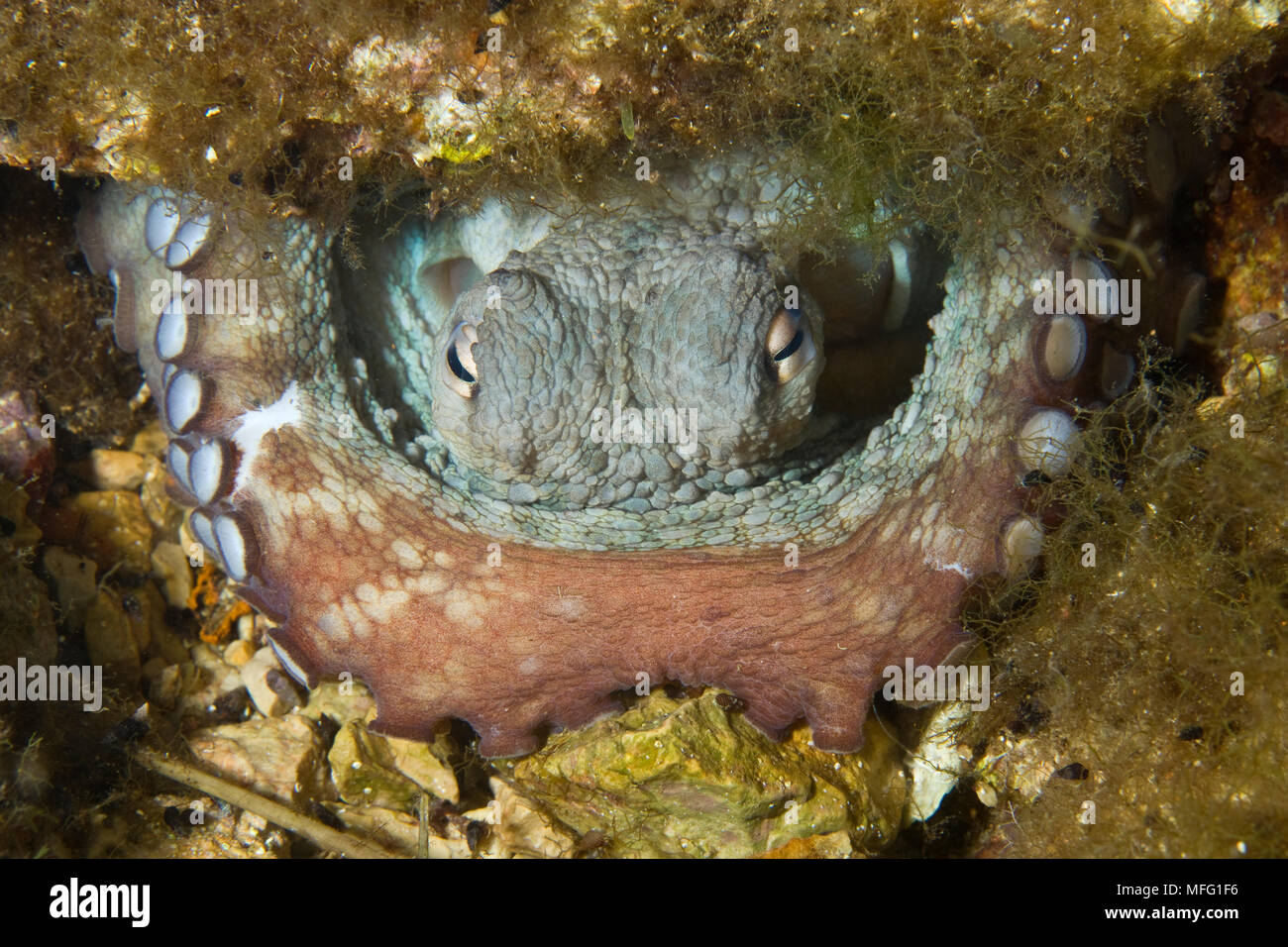 Poulpe (Octopus vulgaris) à l'intérieur de sa tanière, la réserve marine du Larvotto, Monaco, mer Méditerranée : la Mission de la réserve marine du Larvotto Banque D'Images