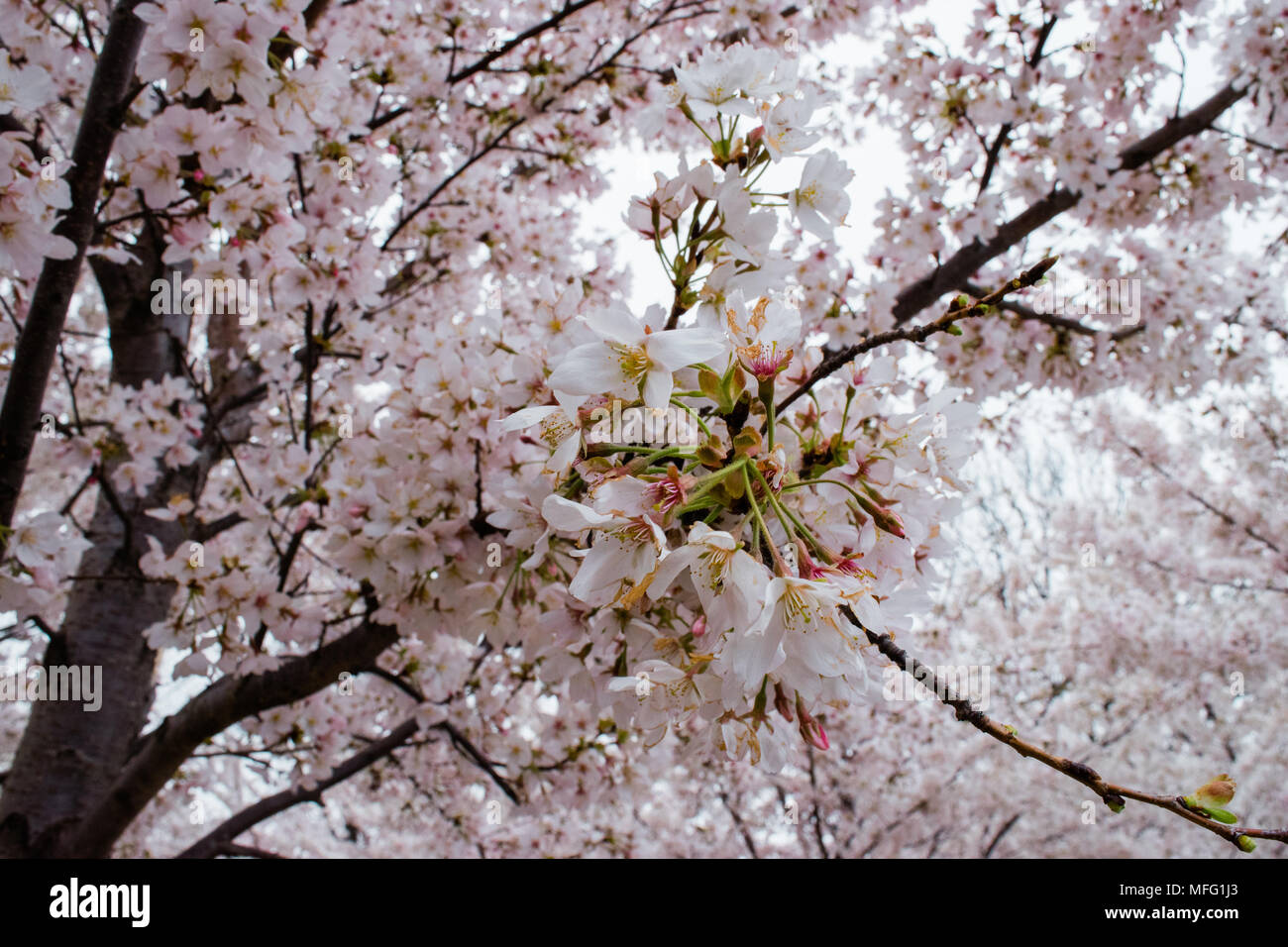 Fleurs de cerisier d'exploser dans la fleur autour de Washington DC. Banque D'Images