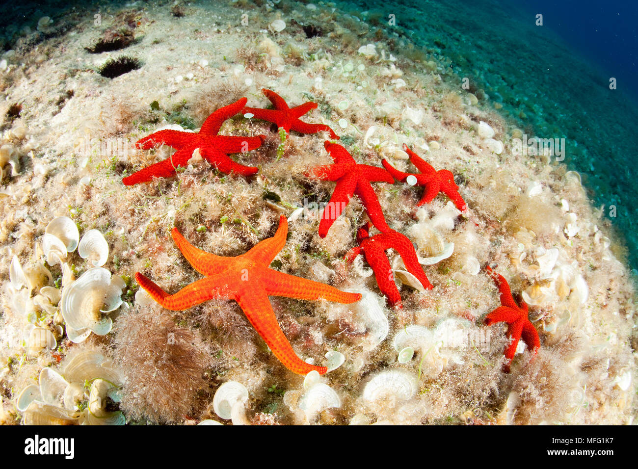Hacelia attenuata étoile de mer, et la mer rouge star, Echinaster sepositus, mur de Bisevo, l''île de Vis, Croatie, Mer Adriatique, Mer Méditerranée Banque D'Images