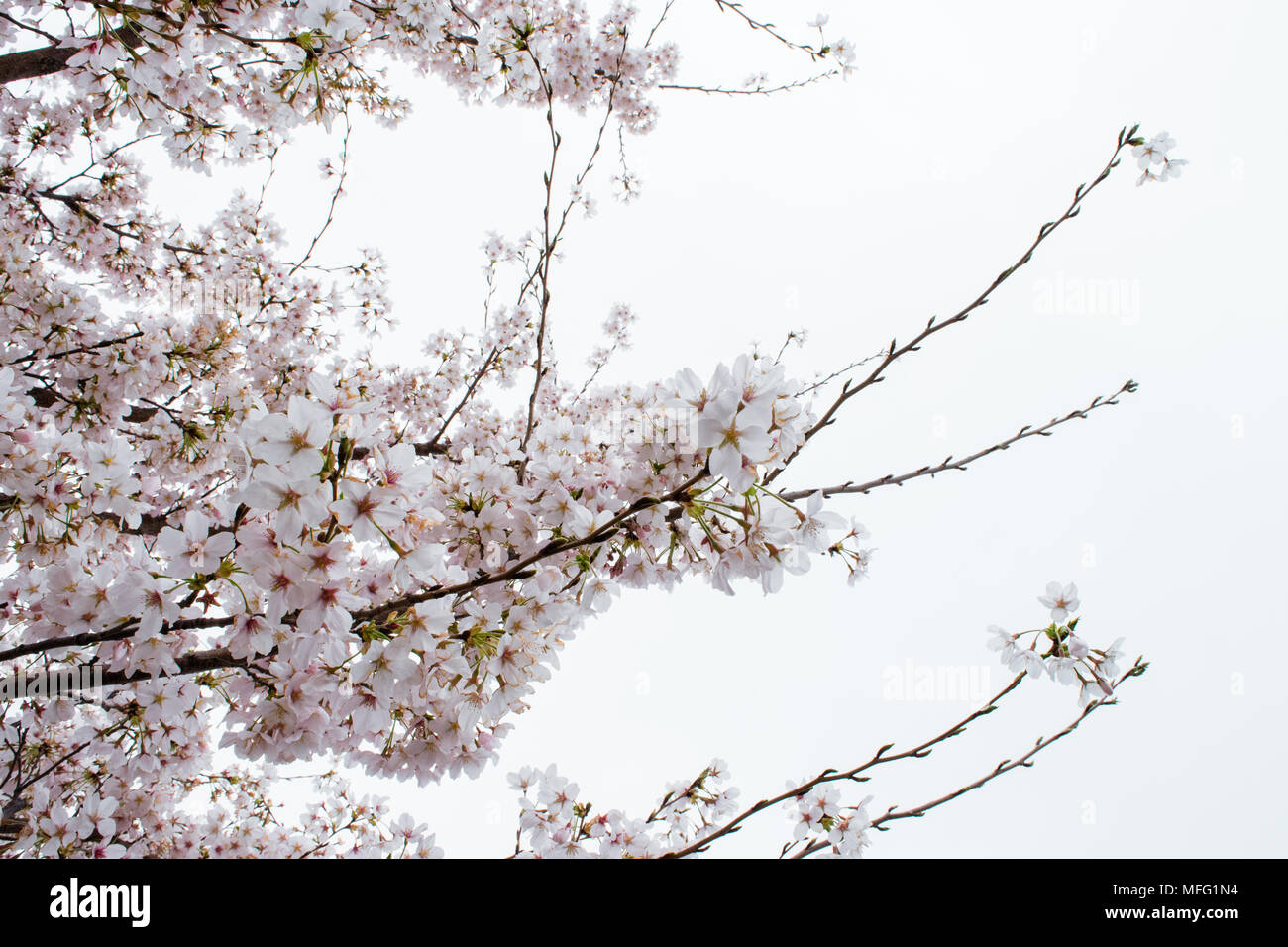 Fleurs de cerisier d'exploser dans la fleur autour de Washington DC. Banque D'Images
