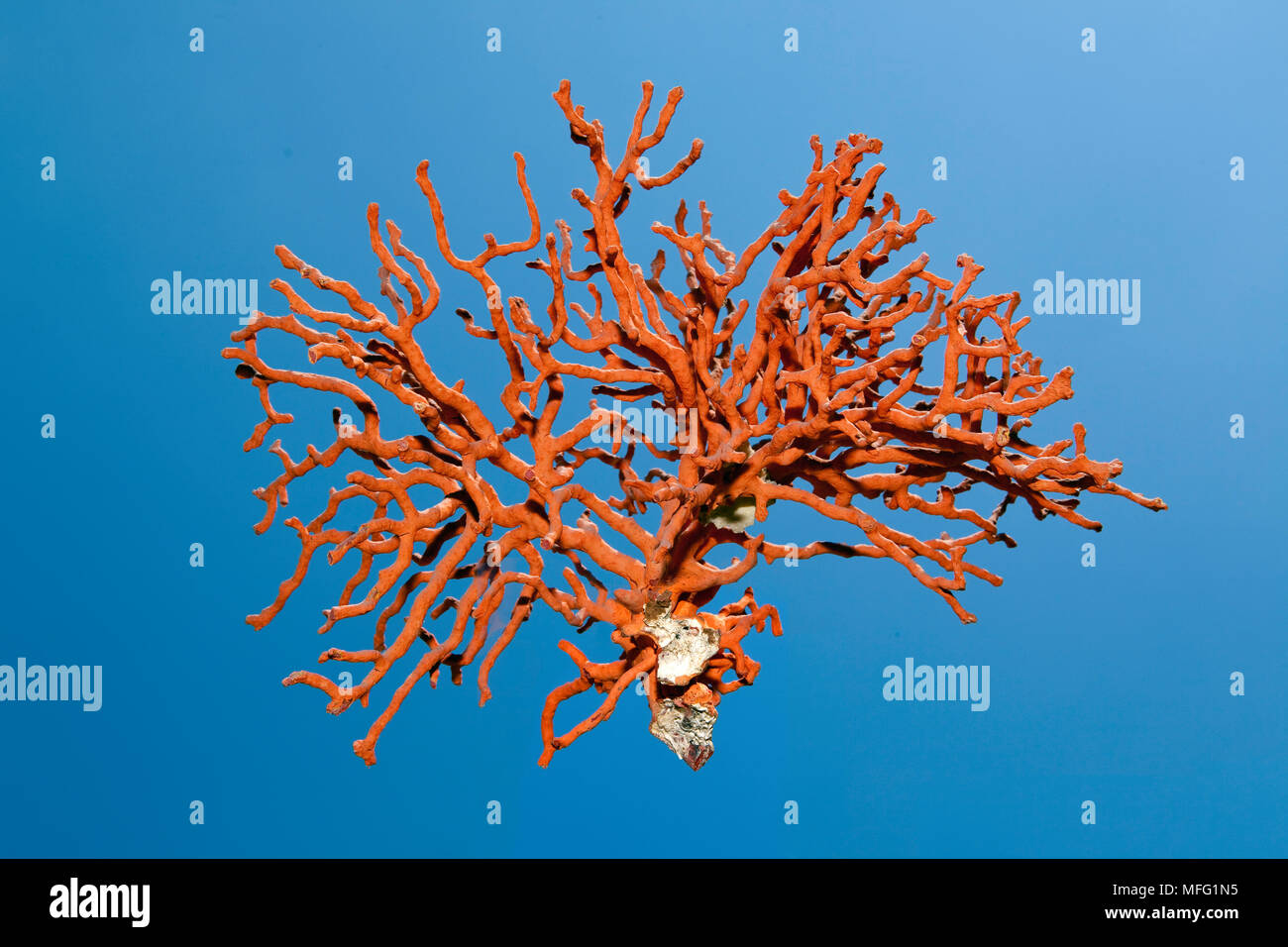 Branche de corail rouge avec la peau, Corallium rubrum, vulnérables (UICN), Split, Croatie, Mer Adriatique, Mer Méditerranée Banque D'Images
