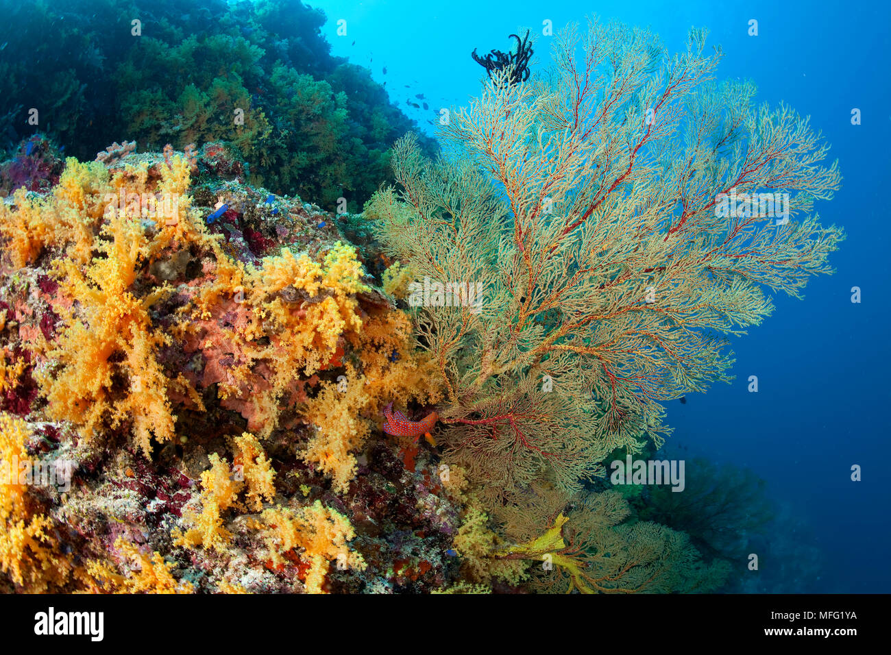 D'éventails de mer, Melithaea sp. , Parc Naturel de Tubbataha, Site du patrimoine mondial naturel, mer de Sulu, Cagayancillo, Palawan, Philippines Banque D'Images