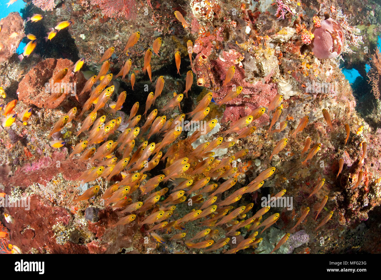 Banc de Glassfish, Parapriacanthus sp. ,, Halmahera Mer des Moluques, en Indonésie, l'Océan Pacifique Banque D'Images