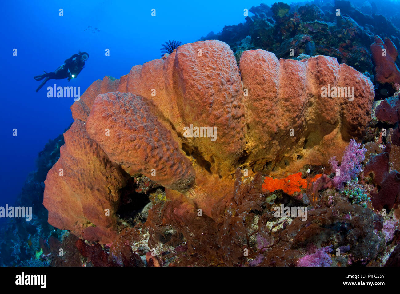 Scuba Diver avec Diacarnus spinipoculum Ligament, éponge, Halmahera, Moluques, Indonésie Mer, Océan Pacifique Banque D'Images