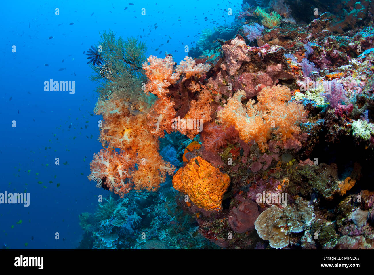 Coraux Mous, Dendronephthya sp. ,, Halmahera Mer des Moluques, en Indonésie, l'Océan Pacifique Banque D'Images