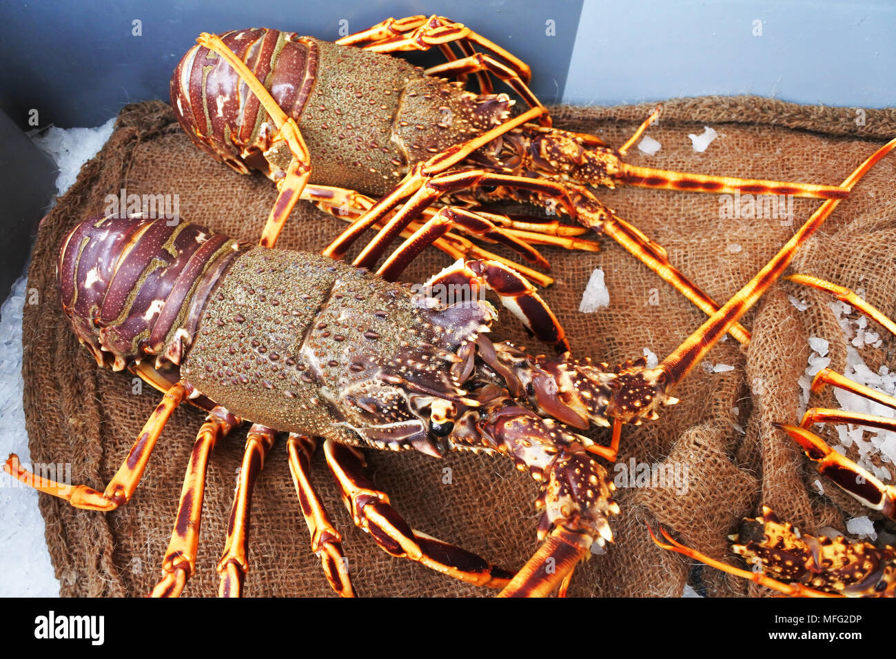 Vivre langoustes à vendre dans un marché français en plein air - John Gollop Banque D'Images