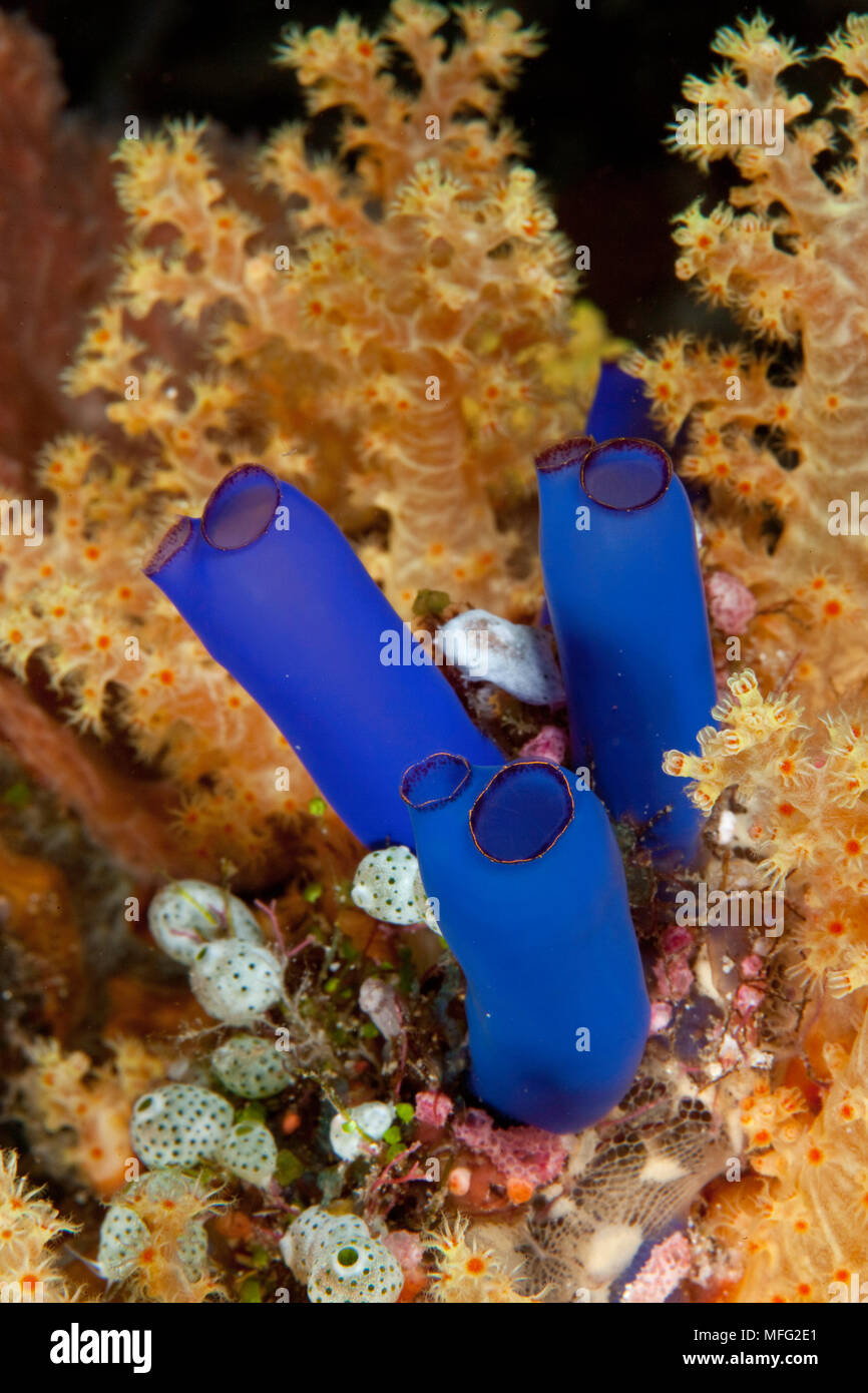 Ascidie, Rhopalaea sp. , Parc Naturel de Tubbataha, Site du patrimoine mondial naturel, mer de Sulu, Cagayancillo, Palawan, Philippines Banque D'Images