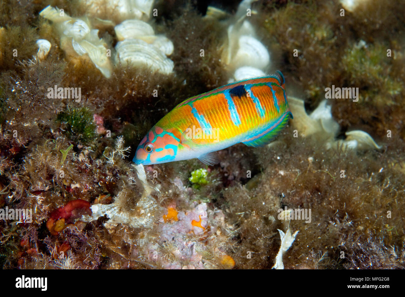 Ornate Wrasse Thalassoma pavo,, l'île de Vis, Croatie, Mer Adriatique, Mer Méditerranée Banque D'Images