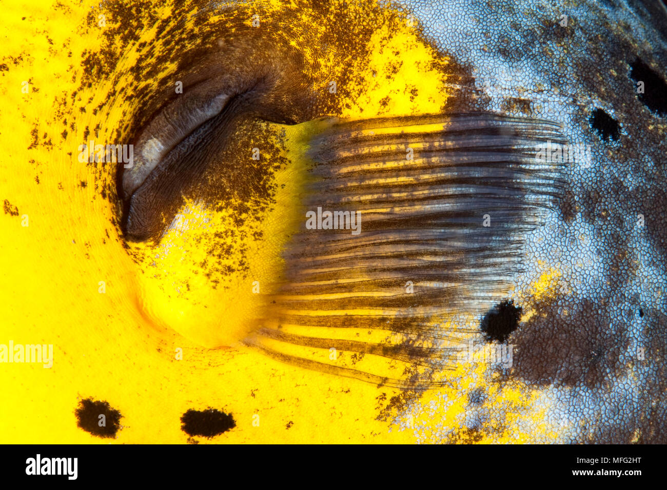 Détail de la nageoire pectorale de black-spotted poisson globe, Arothron nigropunctatus, Halmahera, Moluques, Indonésie Mer, Océan Pacifique Banque D'Images