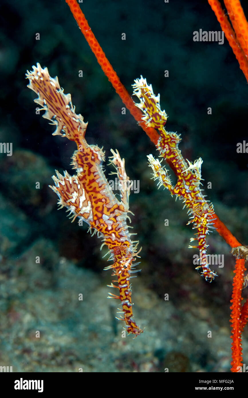 Couple de syngnathes ghost ornés, Solenostomus paradoxus, Halmahera, Moluques, Indonésie Mer, Océan Pacifique Banque D'Images