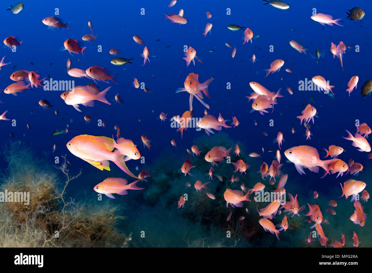Banc de fairy basslet Méditerranée, Anthias anthias, 'La Botte', site de plongée de l'île de Ponza, Italie, Méditerranée, Mer Tyrrhénienne Banque D'Images