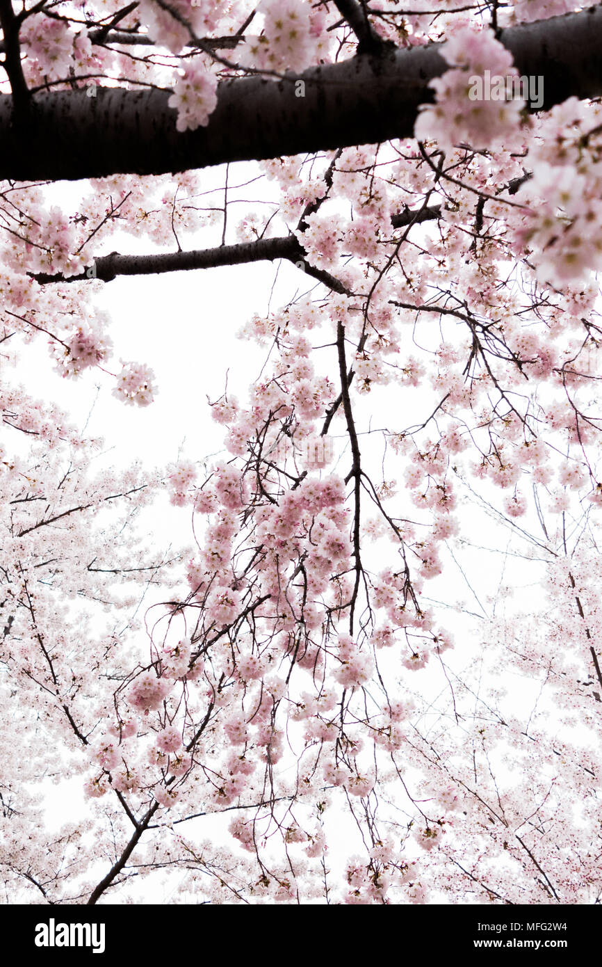 Fleurs de cerisier d'exploser dans la fleur autour de Washington DC. Banque D'Images