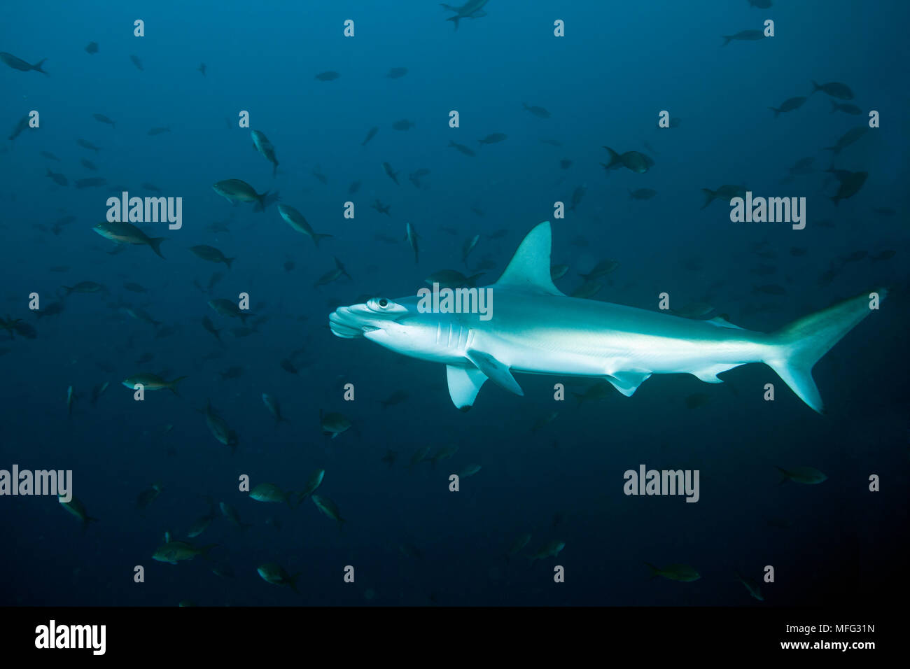 Le requin-marteau halicorne, Sphyrna lewini, d'extinction (UICN), l'île Cocos, Parc National, Site du patrimoine mondial naturel, le Costa Rica, l'East Pacific Ocea Banque D'Images